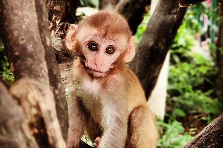 Private Vehicle Rental in Kathmandu -A Convenient and Comfortable Way to Explore